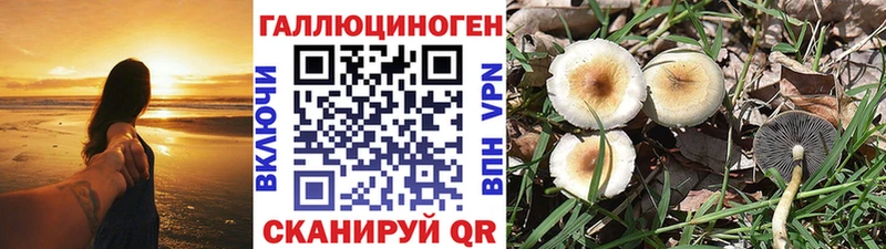 Купить где  Бобров  Галлюциногенные грибы мицелий 